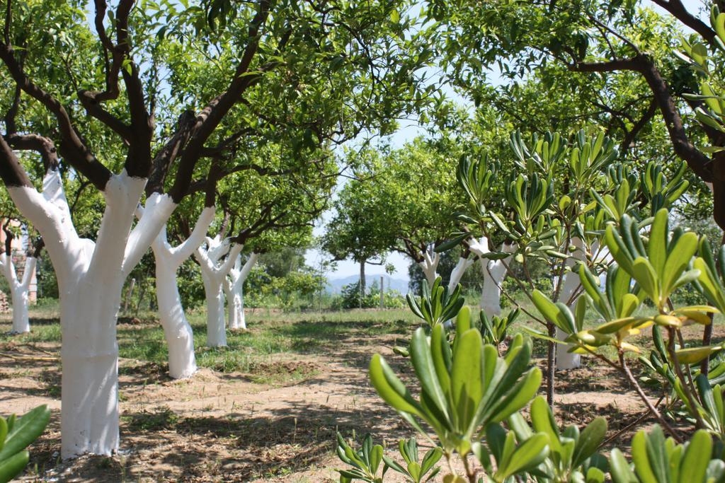Azienda Agrituristica Biologica Il Querceto Санто-Северина Экстерьер фото